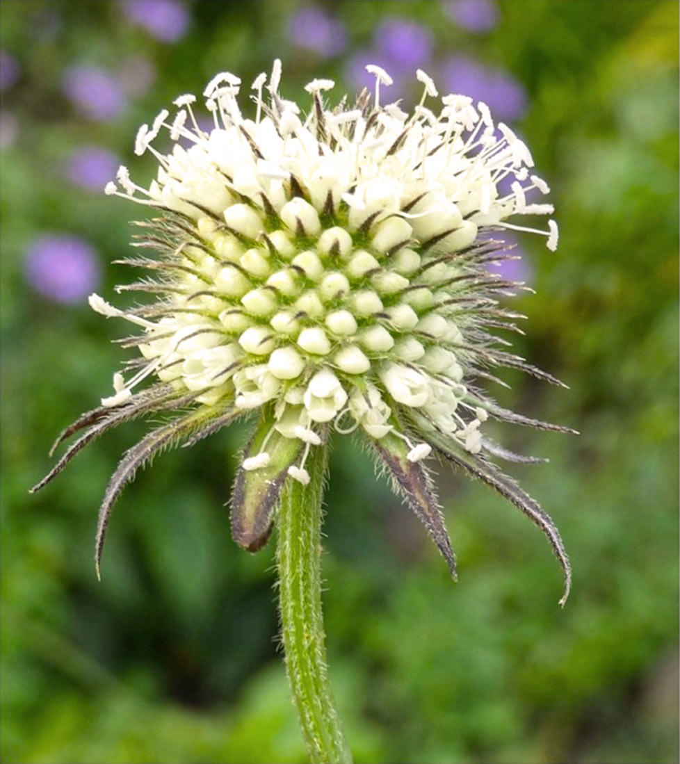 Xu Duan (Japanese teasel roots) plant