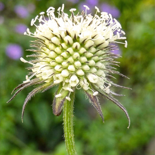 Xu Duan (Japanese teasel roots) plant