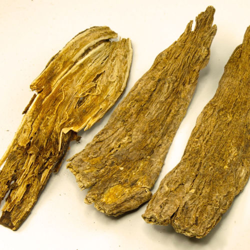 Xu Duan (Japanese teasel roots) as TCM ingredient