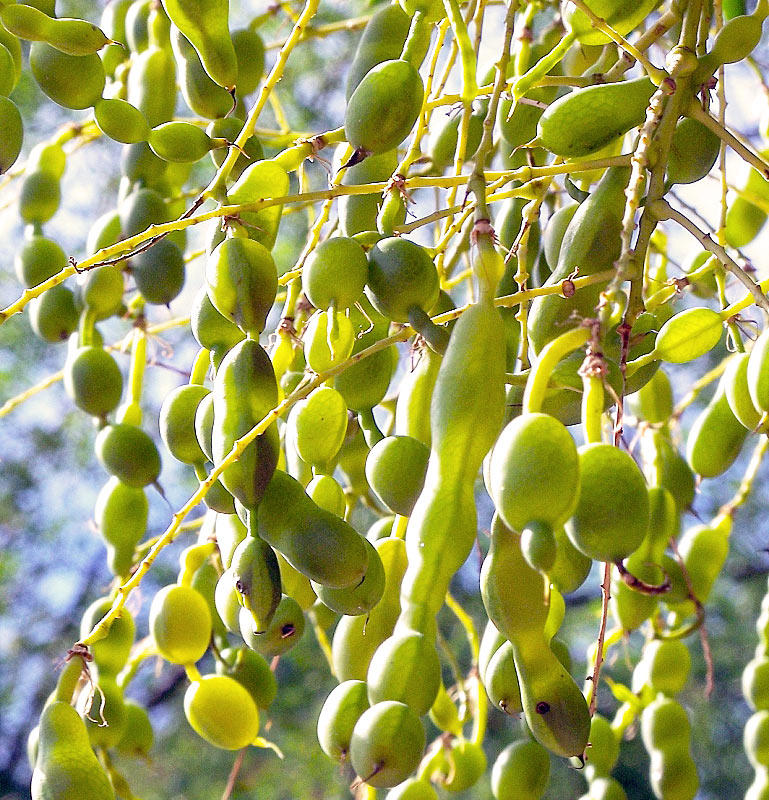 Huai jiao (Pagoda tree pods) plant