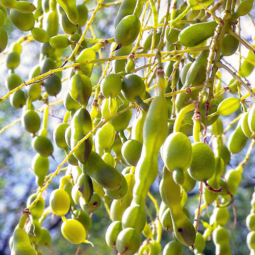 Huai jiao (Pagoda tree pods) plant