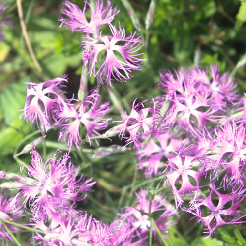 Qu Mai (Chinese pink herbs) plant