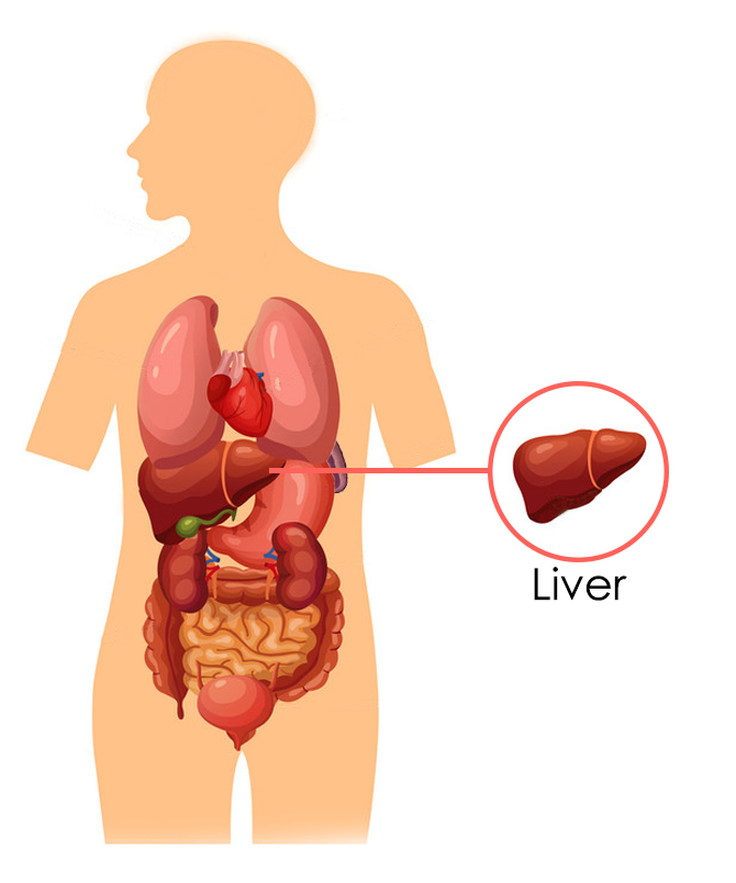 The Liver According To Chinese Medicine