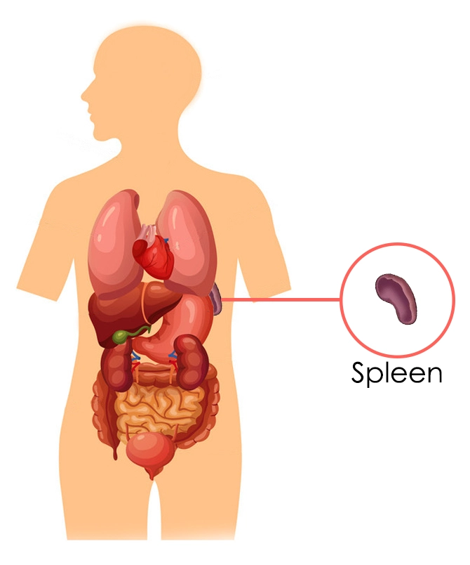 The Spleen According To Chinese Medicine