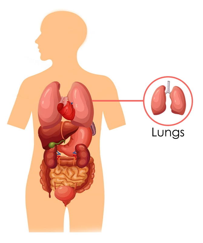 The Lungs According To Chinese Medicine