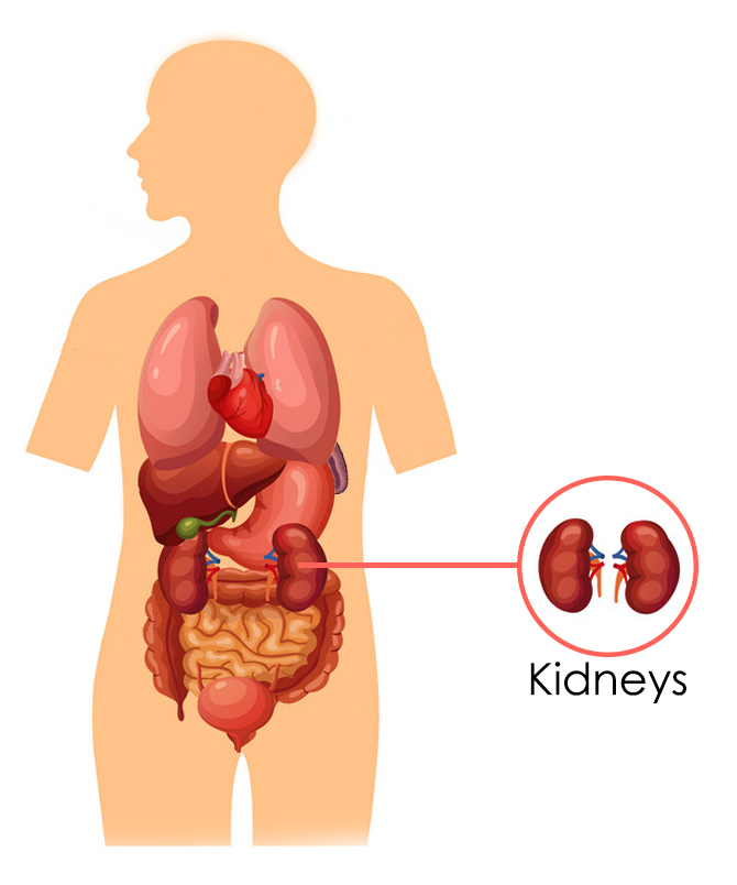 The Kidneys According To Chinese Medicine