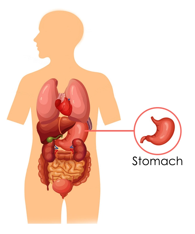 The Stomach According To Chinese Medicine