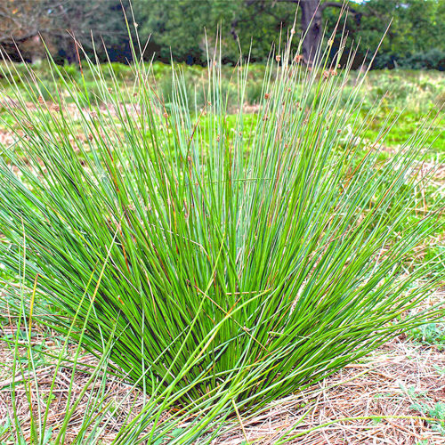 Deng Xin Cao (Common rush) plant