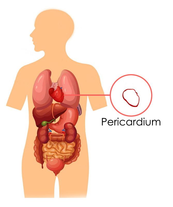 The Pericardium According To Chinese Medicine