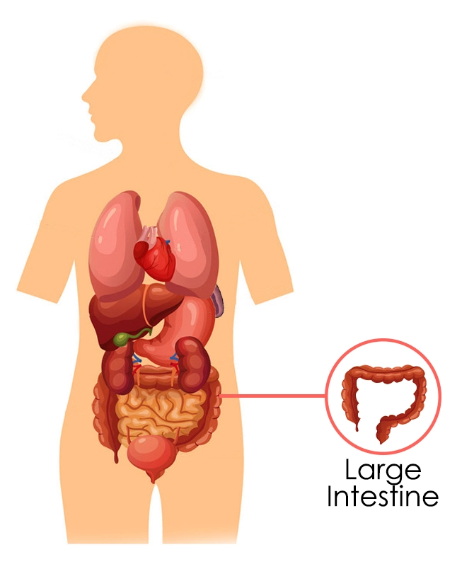The Large Intestine According To Chinese Medicine