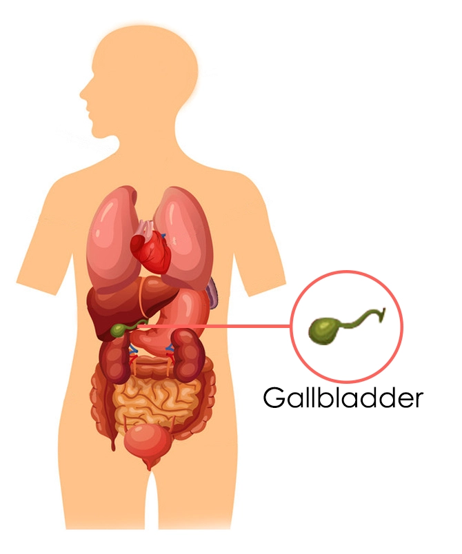 The Gallbladder According To Chinese Medicine