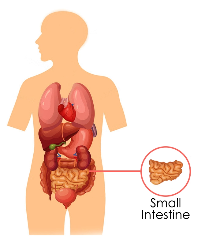 The Small Intestine According To Chinese Medicine