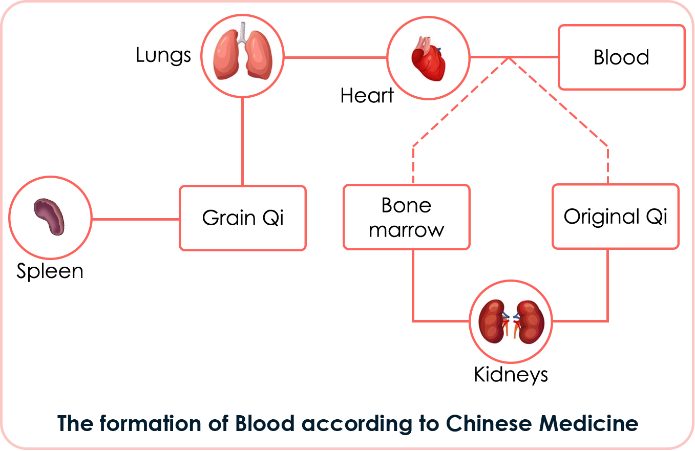 The formation of Blood according to Chinese Medicine