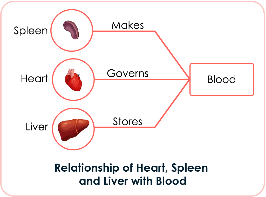 Relationship of Heart, Spleen and Liver with Blood