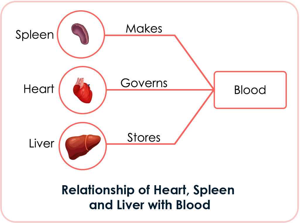 Relationship of Heart, Spleen and Liver with Blood
