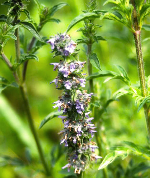 Jing Jie (Japanese catnip) plant