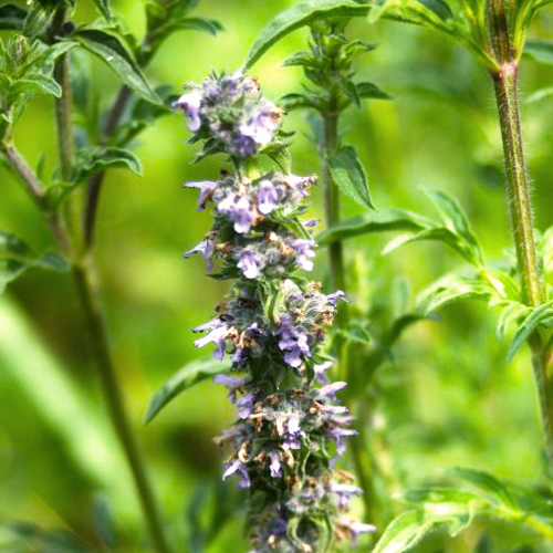 Jing Jie (Japanese catnip) plant
