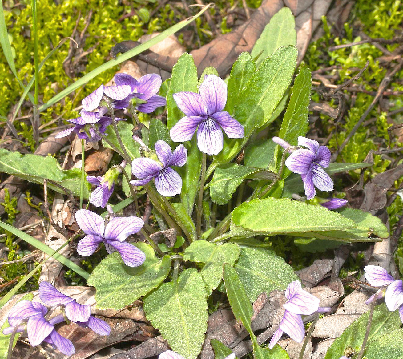 Zi Hua Di Ding (Tokyo violets) plant