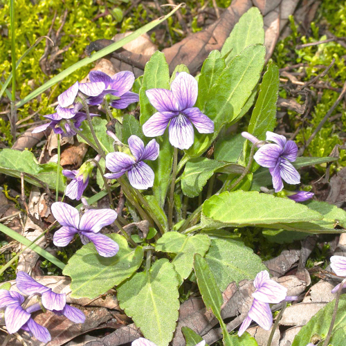 Zi Hua Di Ding (Tokyo violets) plant
