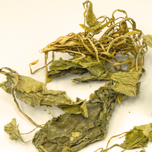 Zi Hua Di Ding (Tokyo violets) as TCM ingredient