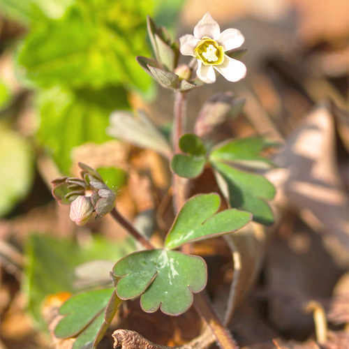Tian Kui Zi (Semiaquilegia root tubers) plant