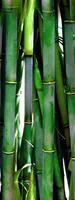 Bamboo shavings (Zhu Ru)