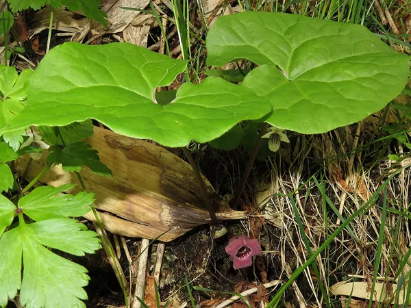 What the Wild ginger plant looks like