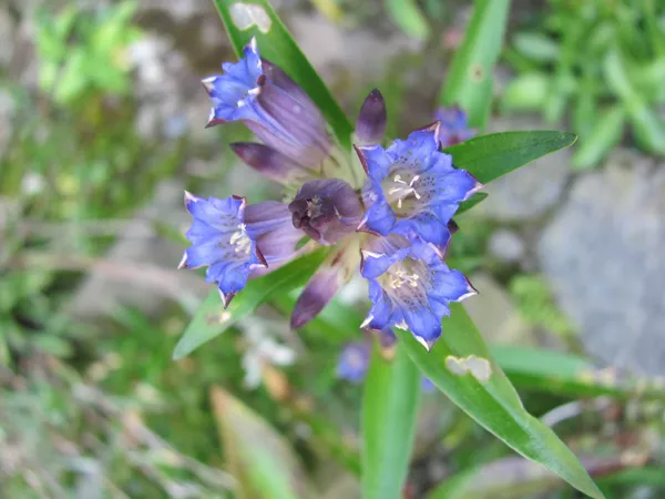 What the Gentian root plant looks like