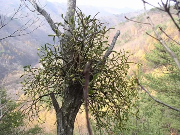 What the Mulberry Mistletoe plant looks like