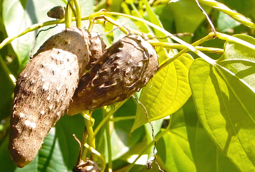 Bi Xie (Fish-poison yam) plant