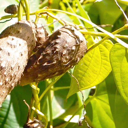 Bi Xie (Fish-poison yam) plant