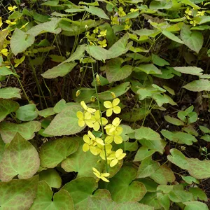 Epimedium herbs (Yin Yang Huo)