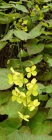Epimedium herbs (Yin Yang Huo)