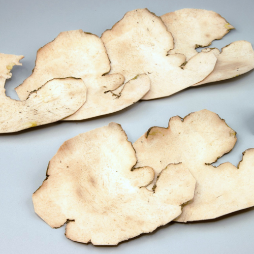 Bi Xie (Fish-poison yam) as TCM ingredient