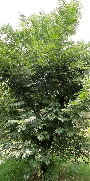 Phellodendron bark (Huang Bo)