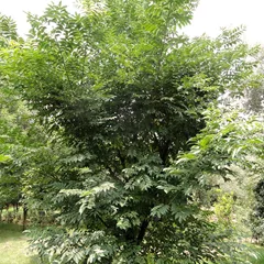 Phellodendron bark