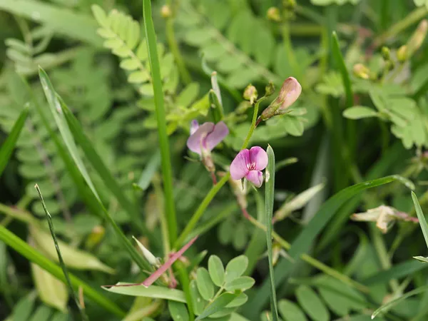 What the Milkvetch seeds plant looks like
