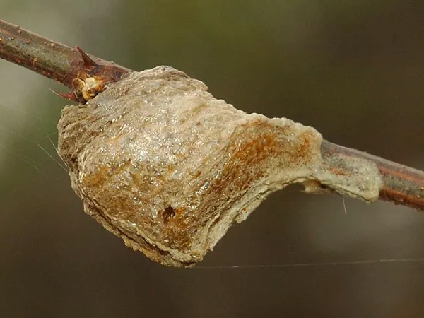 What the Praying Mantis Egg-Case plant looks like