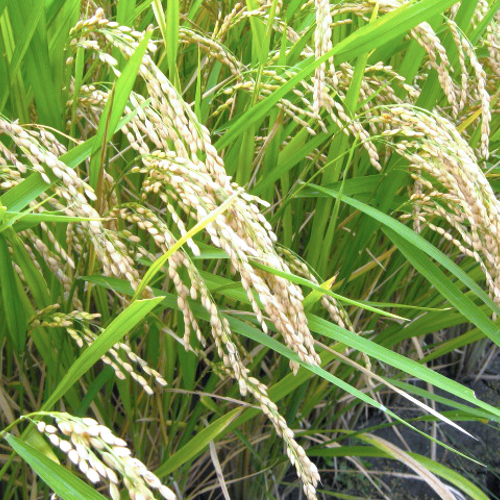 Jing Mi (Rice sprouts) plant
