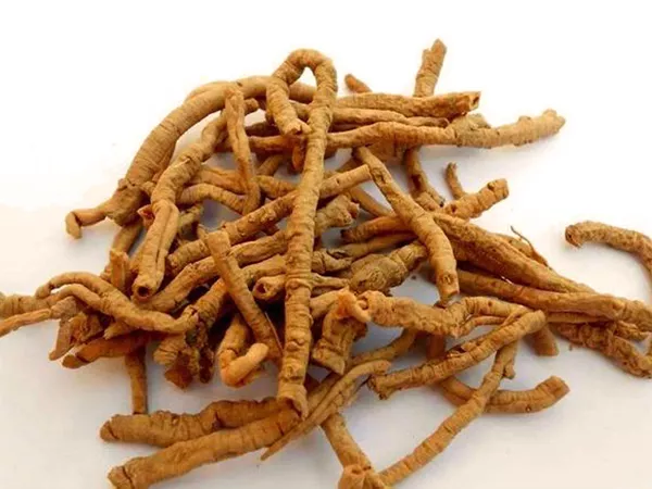 What Chinese senega root looks like as a TCM ingredient