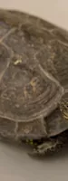 Tortoise plastrons (Gui Ban)