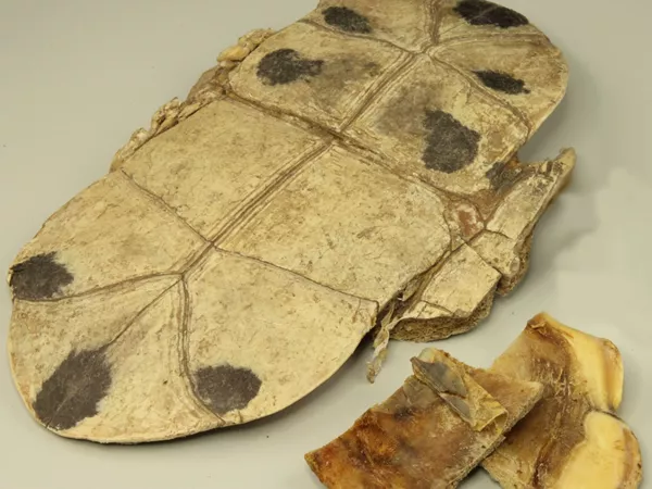 What Tortoise plastron looks like as a TCM ingredient