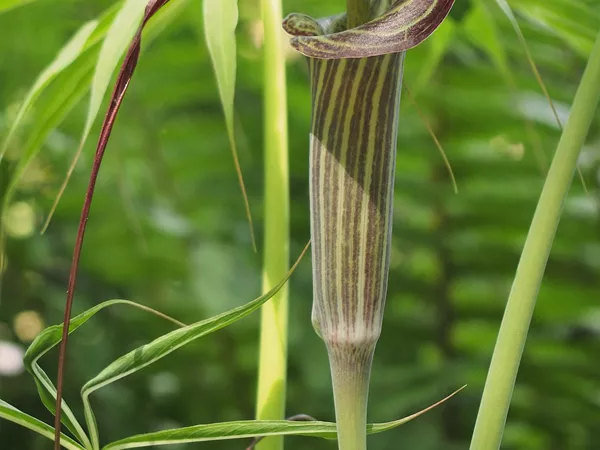 What the Arisaema with bile plant looks like
