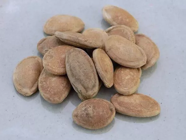 Gua Lou Ren (Snake gourd seeds) in Chinese Medicine
