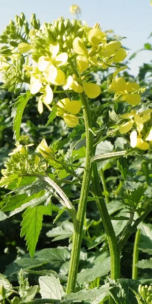 White mustard seeds (Bai Jie Zi)