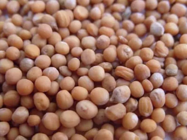 What White mustard seeds looks like as a TCM ingredient