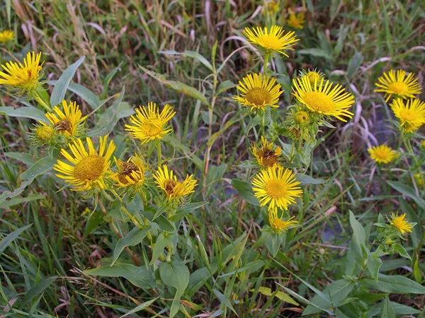 What the Inula flower plant looks like