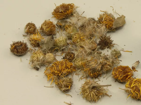 What Inula flower looks like as a TCM ingredient