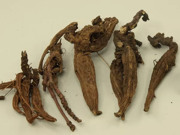 What Peking spurge root looks like as a TCM ingredient