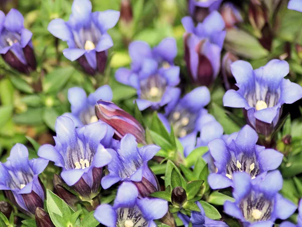 What the Chinese Gentian plant looks like